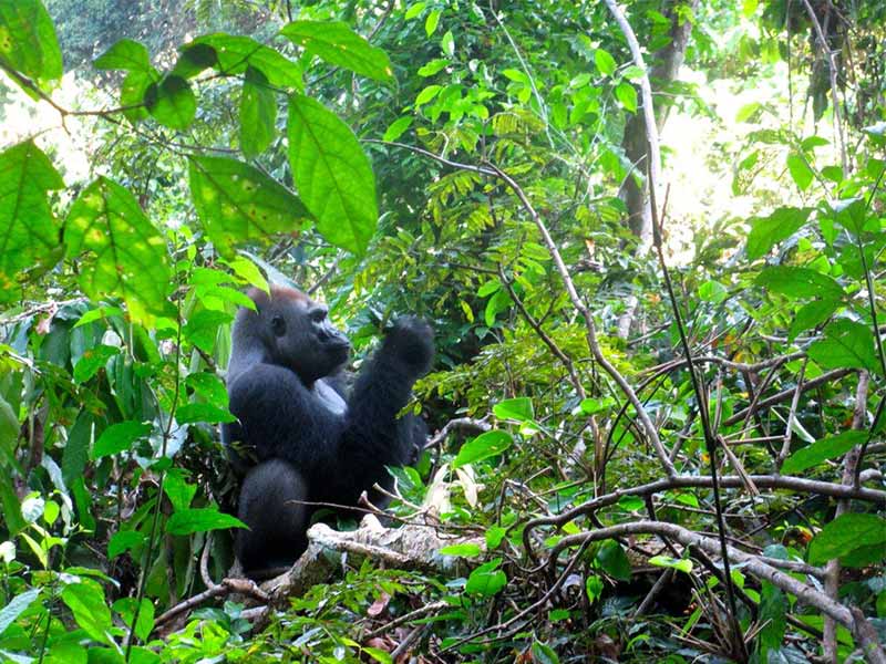 INTERHOLCO ranks 1st in SPOTT 2019 assessment gorilla