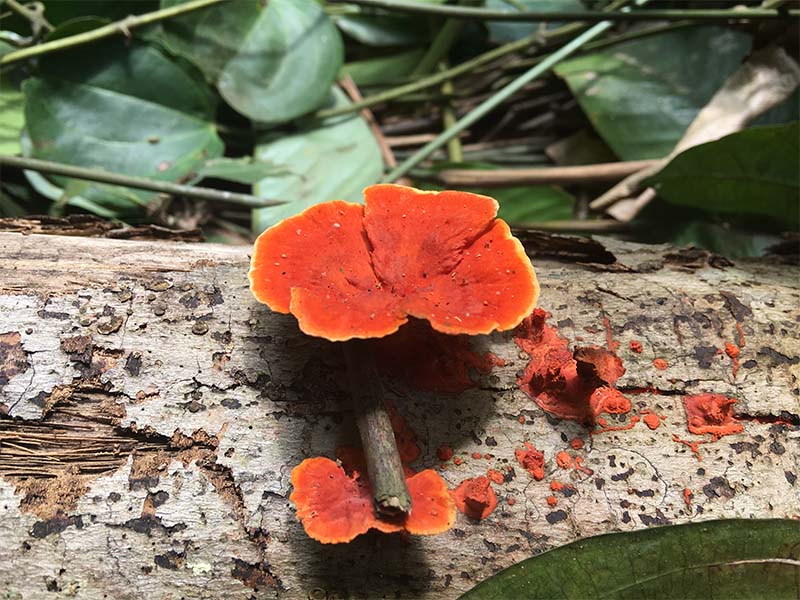 fungi Interholco forest Congo